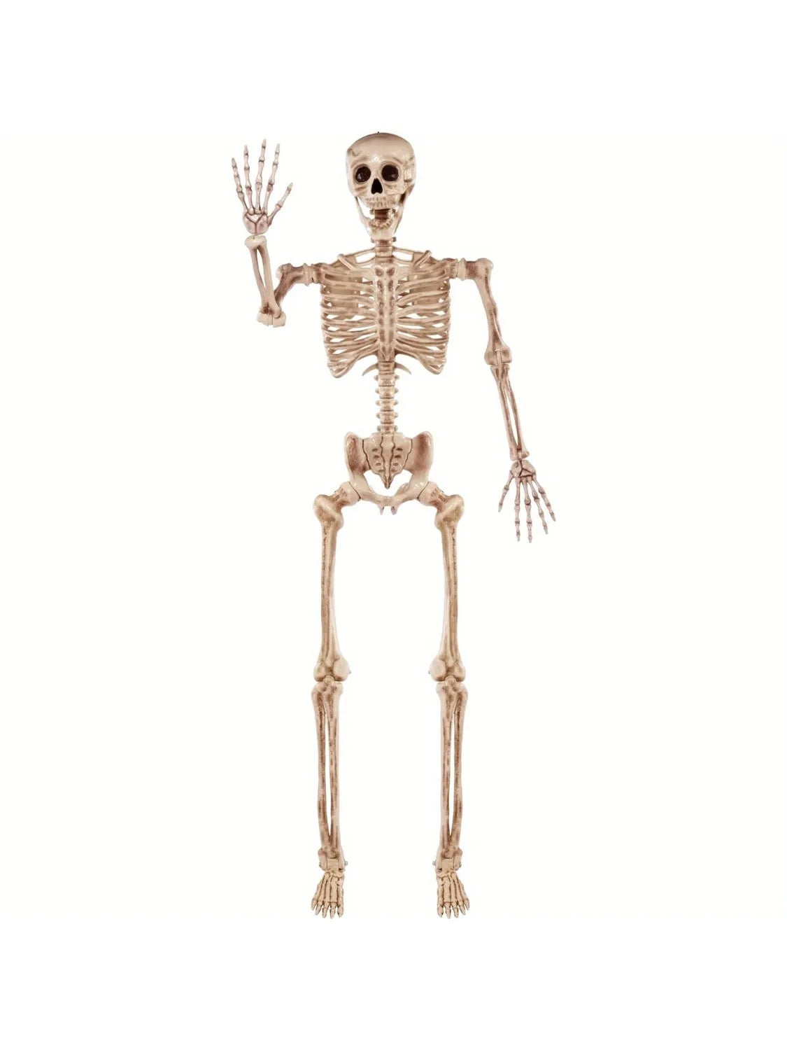 Grand Squelette Articulé Halloween — 170 cm